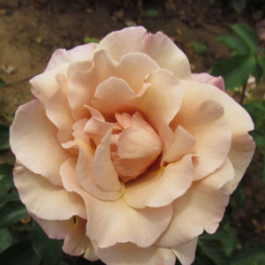 Oranžna - rjava - Roza - Cafe au Lait™ - Na spletni nakup vrtnice
